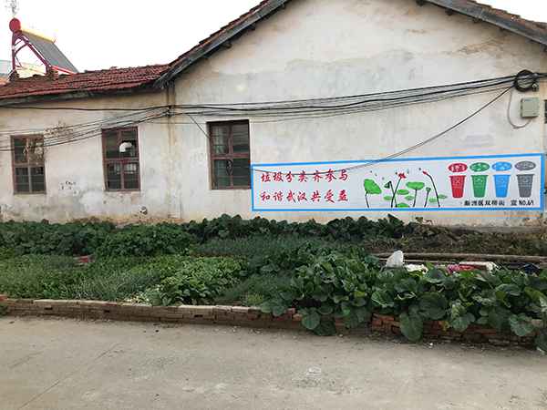  “疯狂的萝卜”后续：一个武汉菜农再次从心酸到心宽